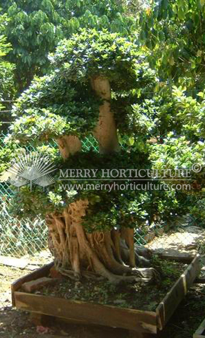 Ficus macrophylla 1.8m